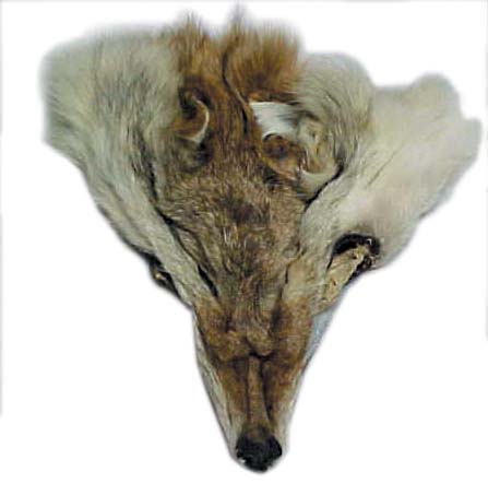 coyote face