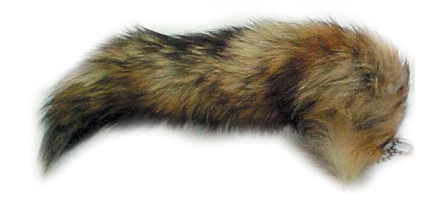 coyote tail