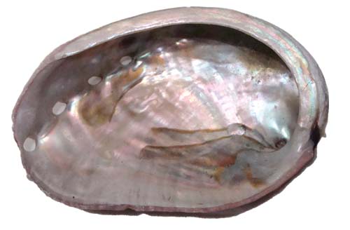 red abalone shell