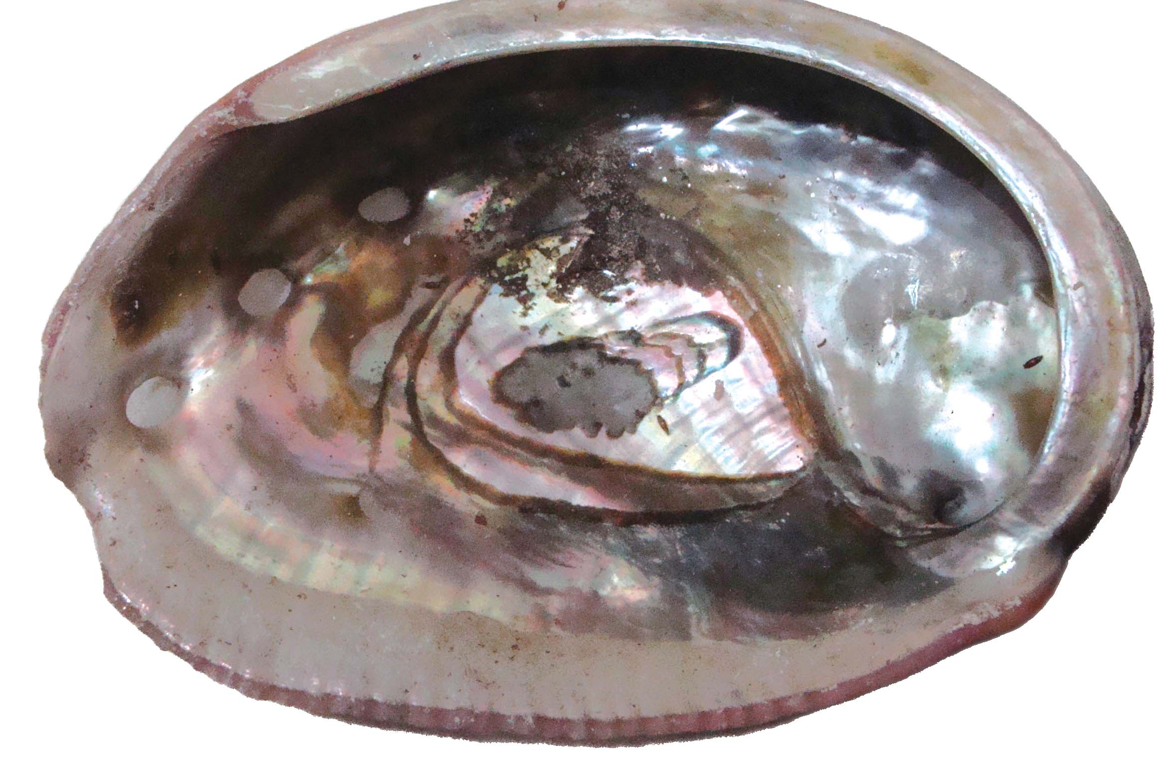 red abalone shell2