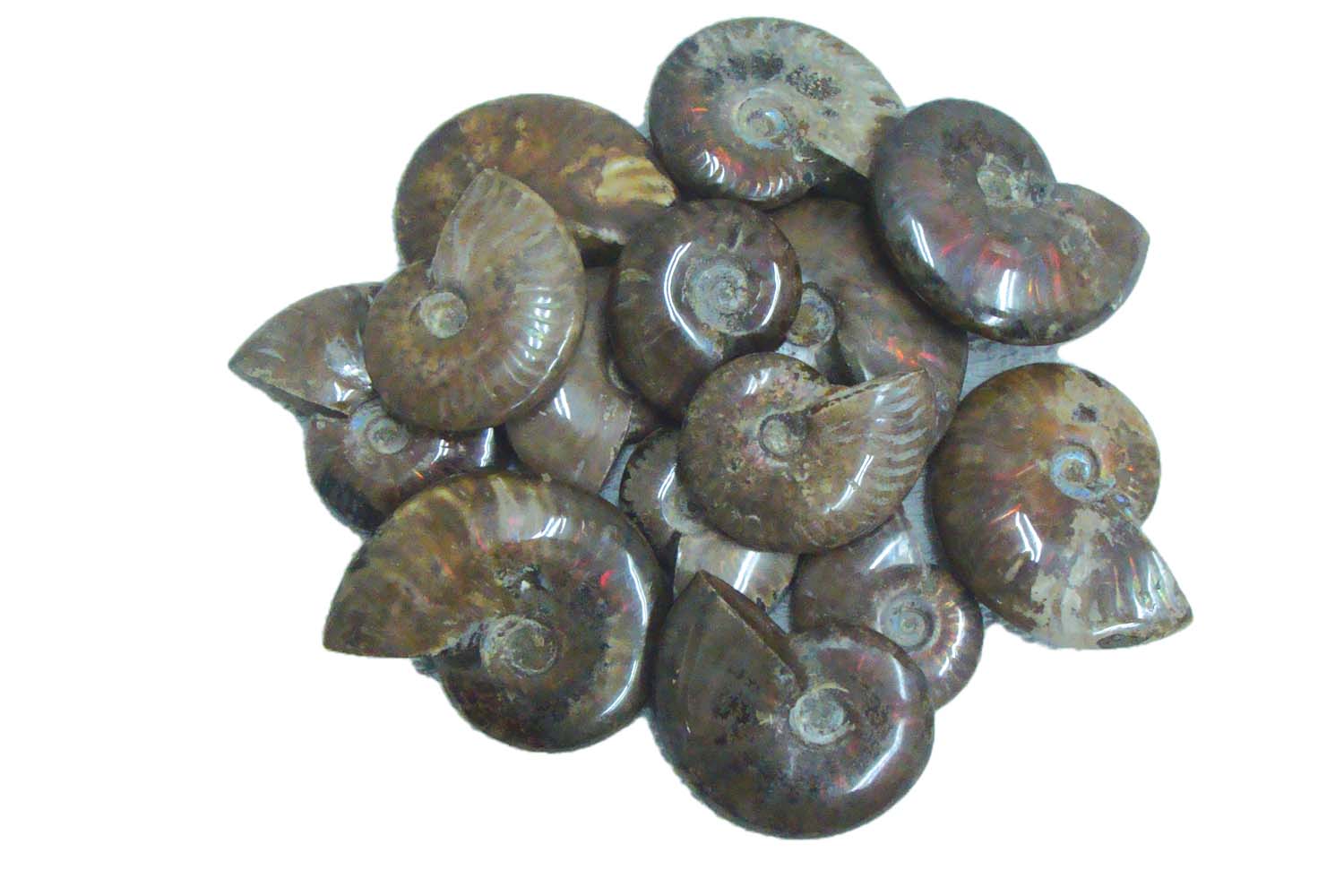 Red Opalized Ammonite 3 5cm