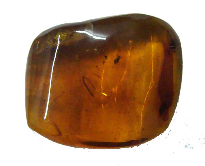 amber fossil cab2