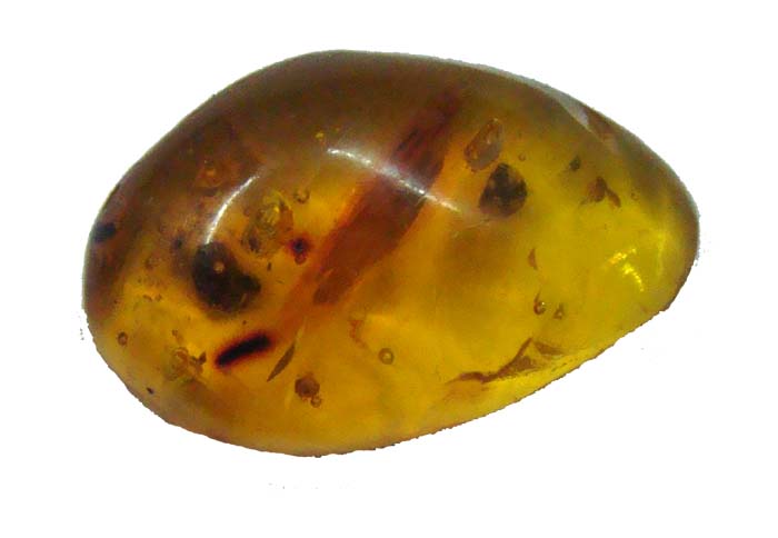 amber fossil cab4
