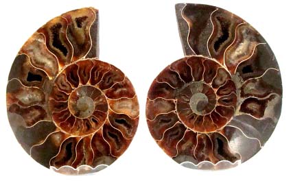 ammonite 1