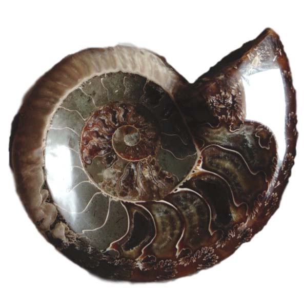 ammonite ashtray2_clipped_rev_1