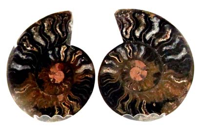 ammonite black 1