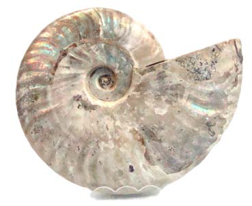 ammonite blue_clipped_rev_1_1
