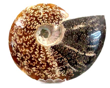 ammonite polished 1_clipped_rev_1_1