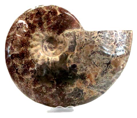ammonite polished 2_clipped_rev_1_1