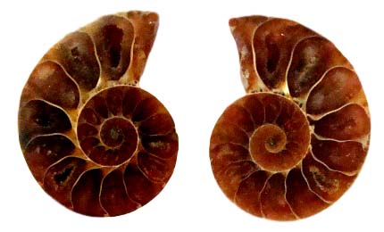 ammonite small_clipped_rev_1 (2)