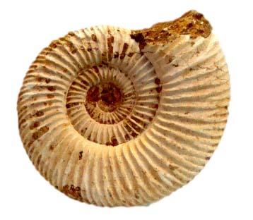 ammonite white ribbed_clipped_rev_1_1