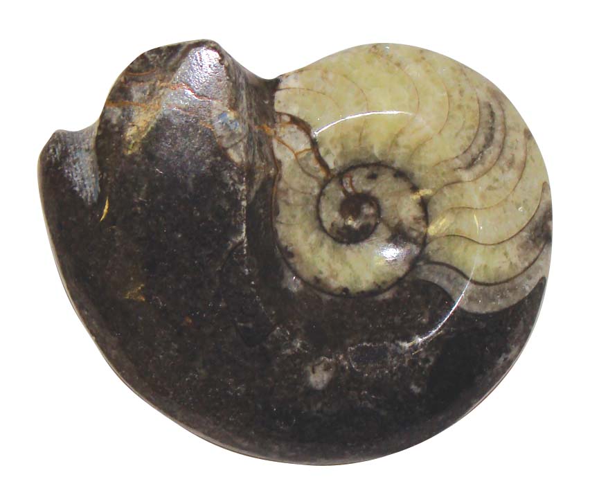 ammonite1