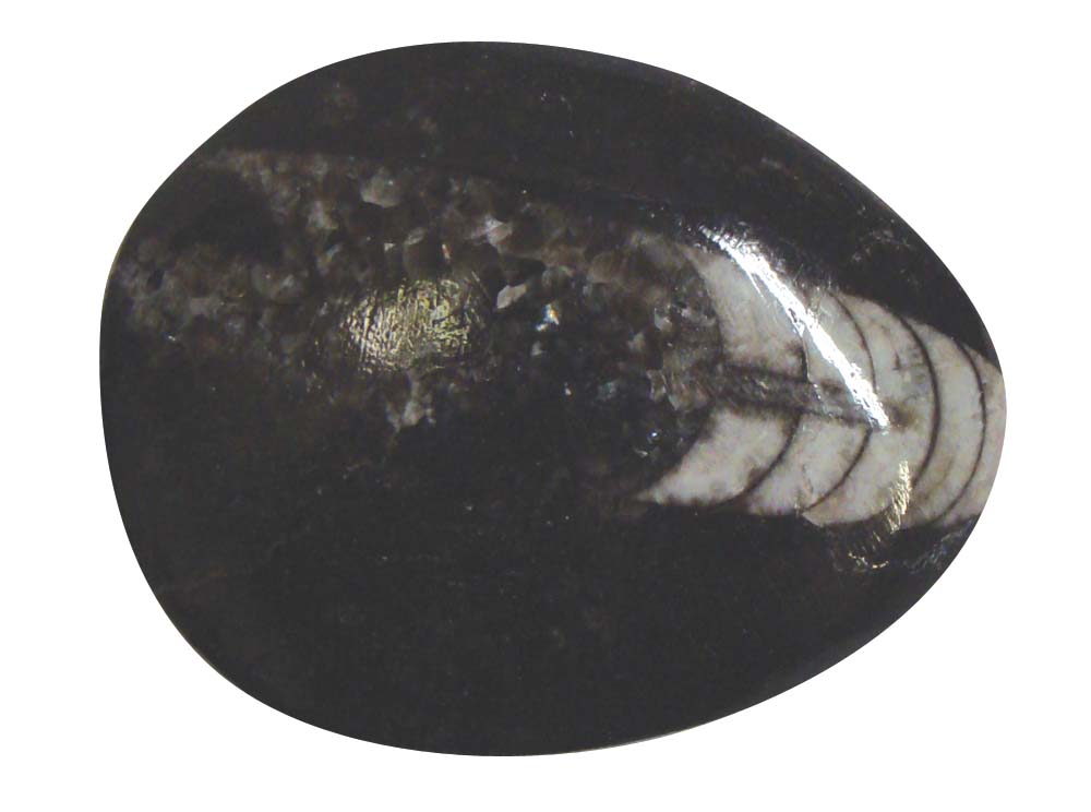 ammonite3