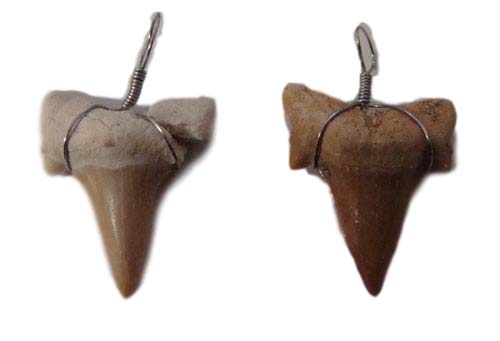 shark teeth large