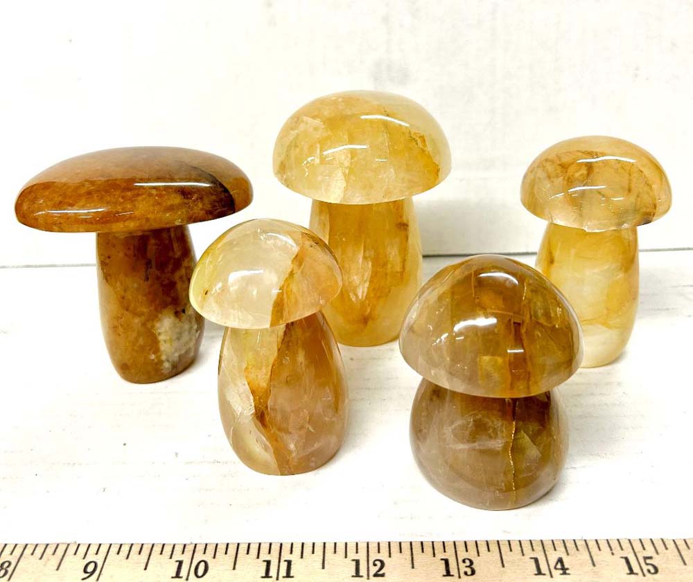 yellow hematoid mushroom 25