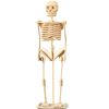 1101-Human Skeleton