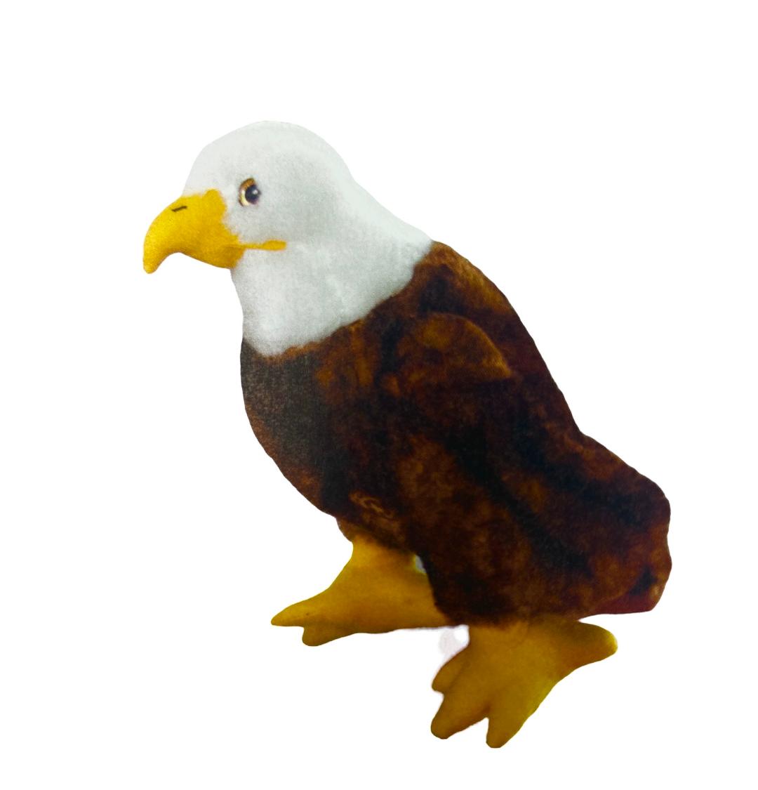 420321 bald eagle