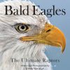 bald eagle front