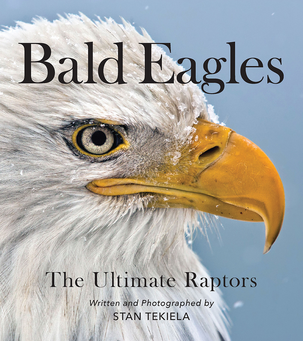 bald eagle front