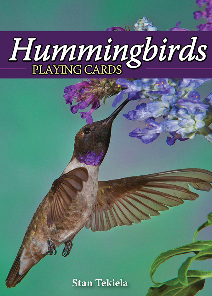 hummingbird cards front