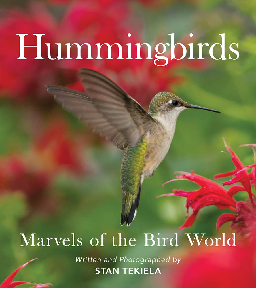 hummingbird front