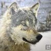 image_50452481