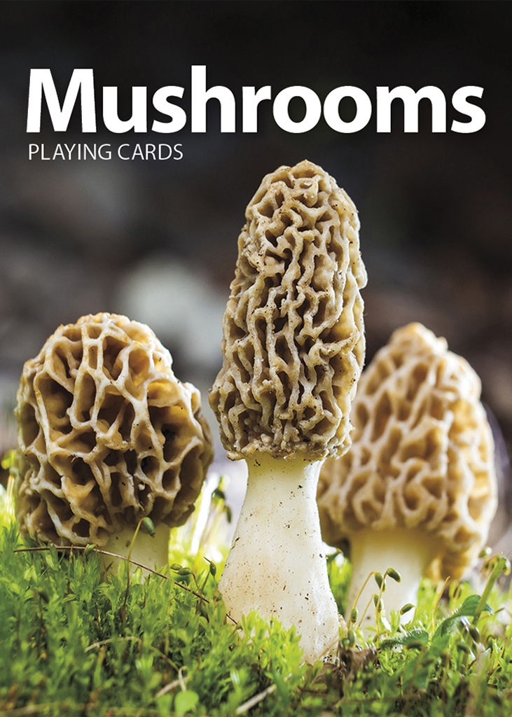 mushroom front