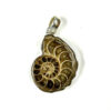 AMMONITE 1