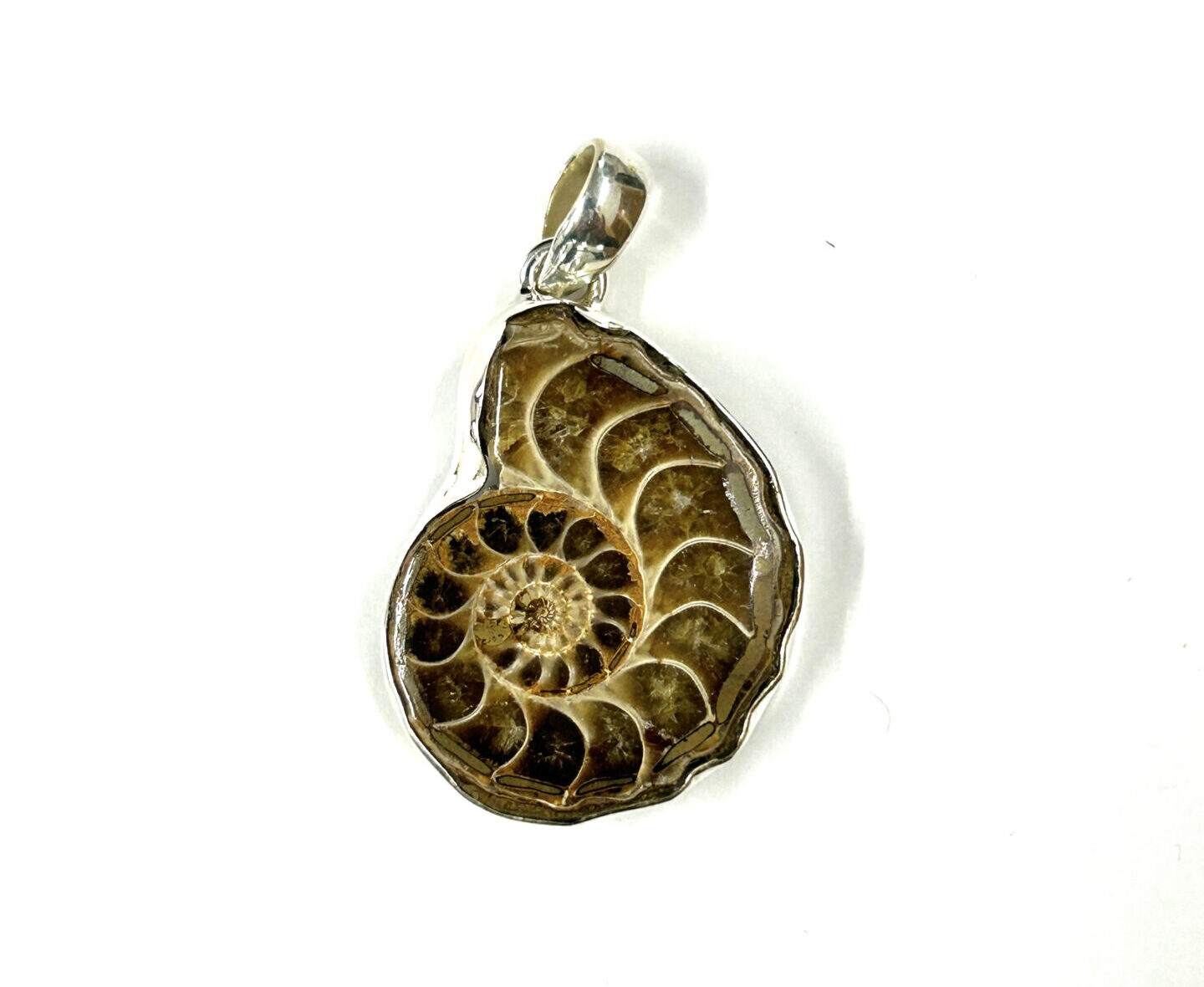 AMMONITE 1