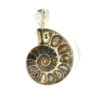 AMMONITE 2