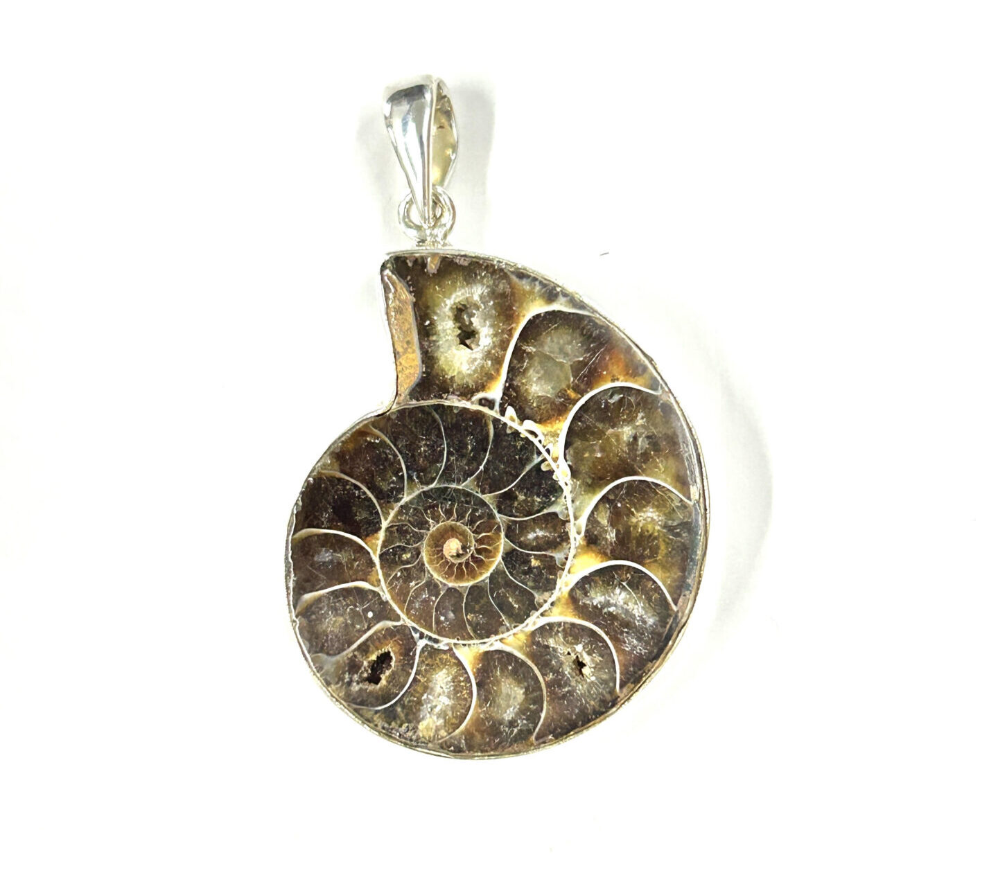 AMMONITE 2